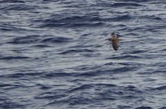 Heinroth's Shearwater photo 3