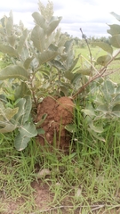 Combretum glutinosum