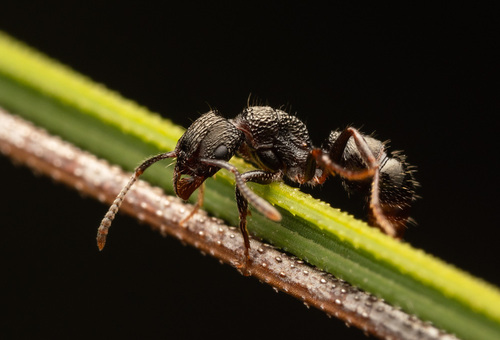 维多利亚皱猛蚁Rhytidoponera victoriae