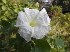 Ipomoea albivenia