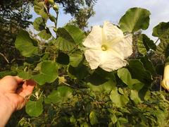 Ipomoea albivenia