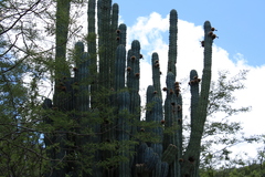 Pachycereus tepamo