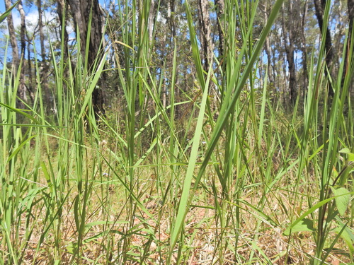 Image of Leersia hexandra by (c) Scott W. Gavins, some rights reserved (CC BY)