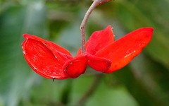 Sterculia lanceolata