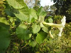 Ipomoea albivenia