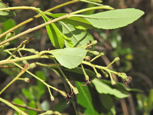 Image of Rhaphiolepis indica by (c) Scott W. Gavins, some rights reserved (CC BY)