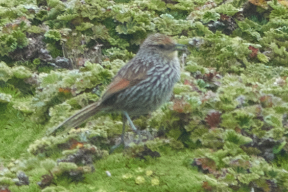 Many-striped Canastero (Asthenes flammulata), photo 2