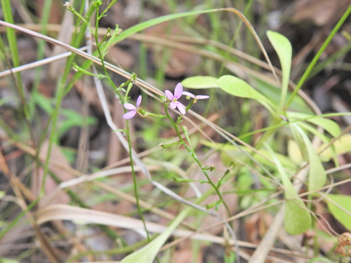 Stylidium debile (Stylidium debile)