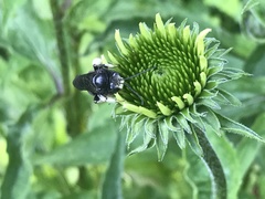 Melissodes bimaculatus