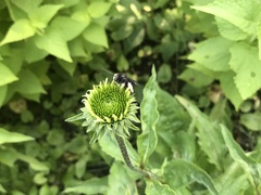 Melissodes bimaculatus