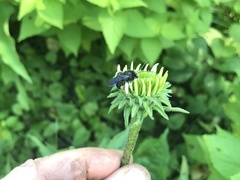 Melissodes bimaculatus