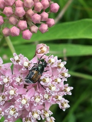 Trichiotinus affinis
