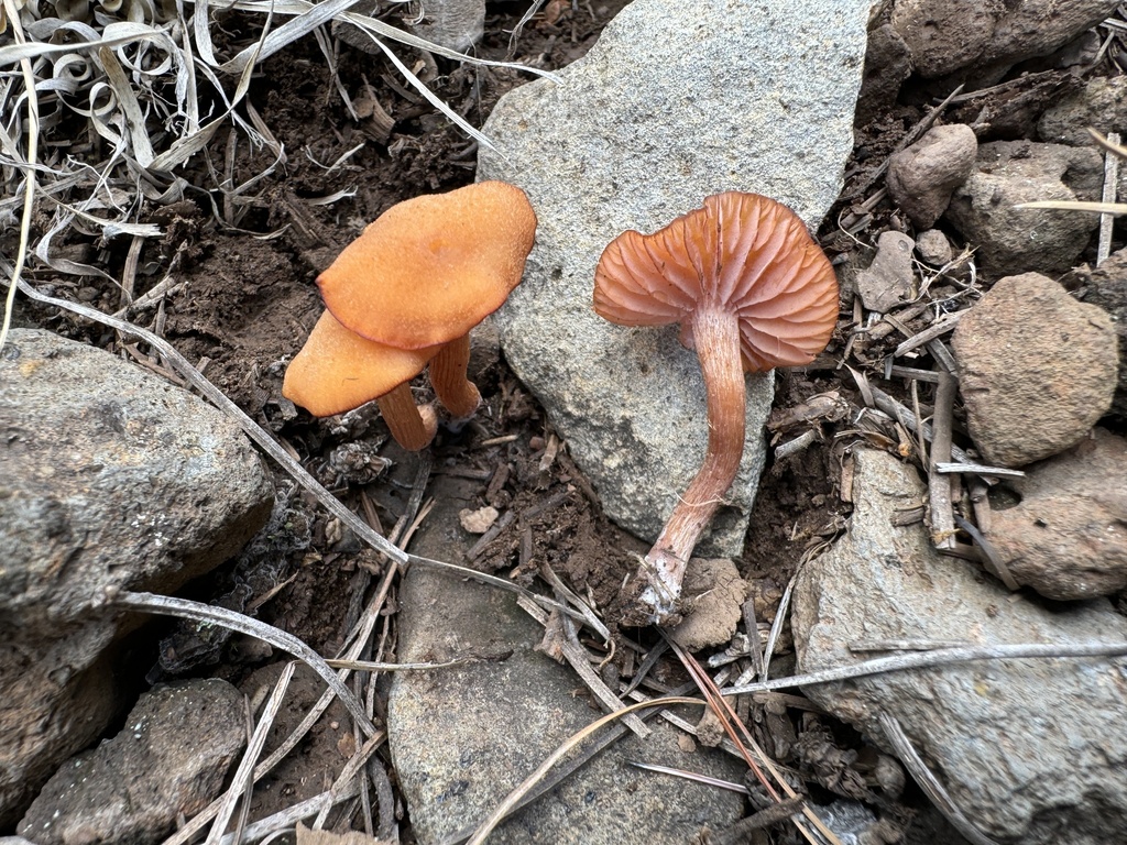 Laccaria sp. 'AZ01'