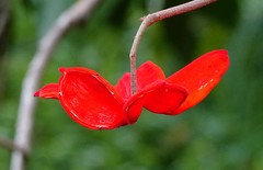 Sterculia lanceolata