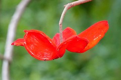 Sterculia lanceolata