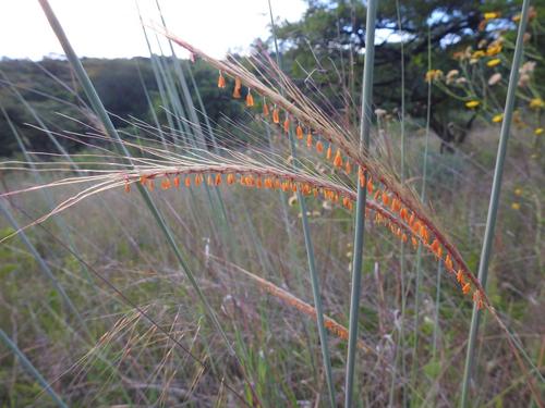 Trachypogon
