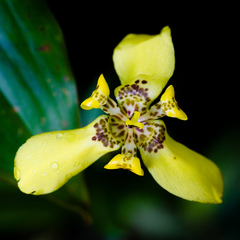 Trimezia martinicensis