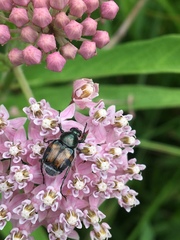 Trichiotinus affinis