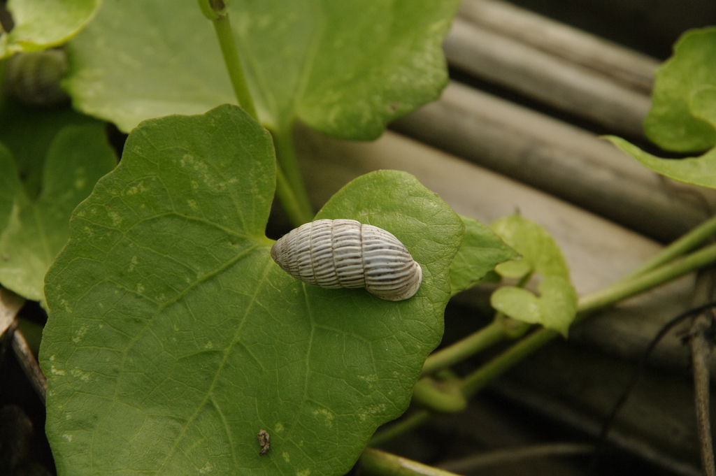 Cerion striatellum