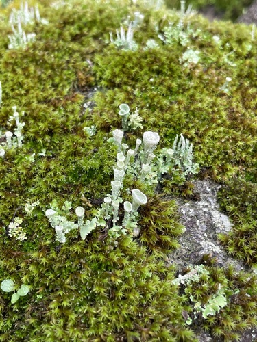 Cladonia fimbriata