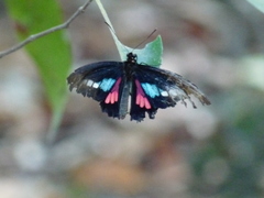 Parides neophilus