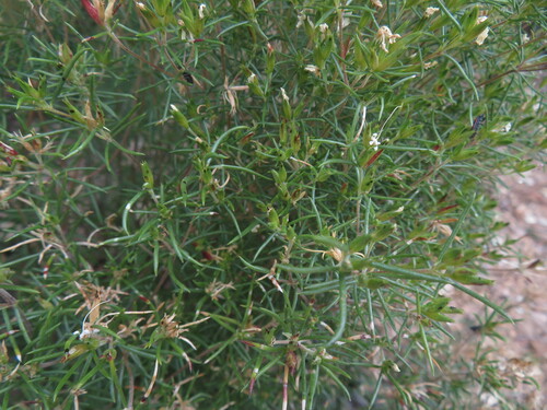 Image of Leptosiphon floribundus by no rights reserved