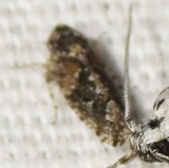 Dixianus utahnus