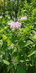 Monarda fistulosa