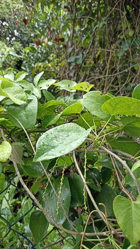 Odontocarya vitis