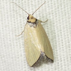 Pseudomarimatha flava