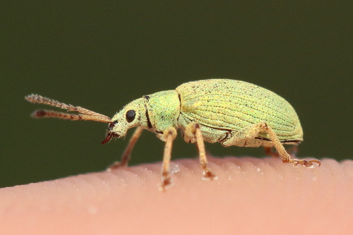 Phyllobius virideaeris, photo 8 of 8