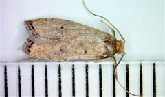 Psilocorsis quercicella
