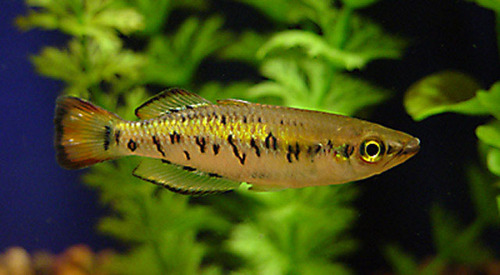 Bedotia marojejy photo