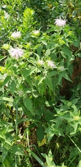 Monarda fistulosa