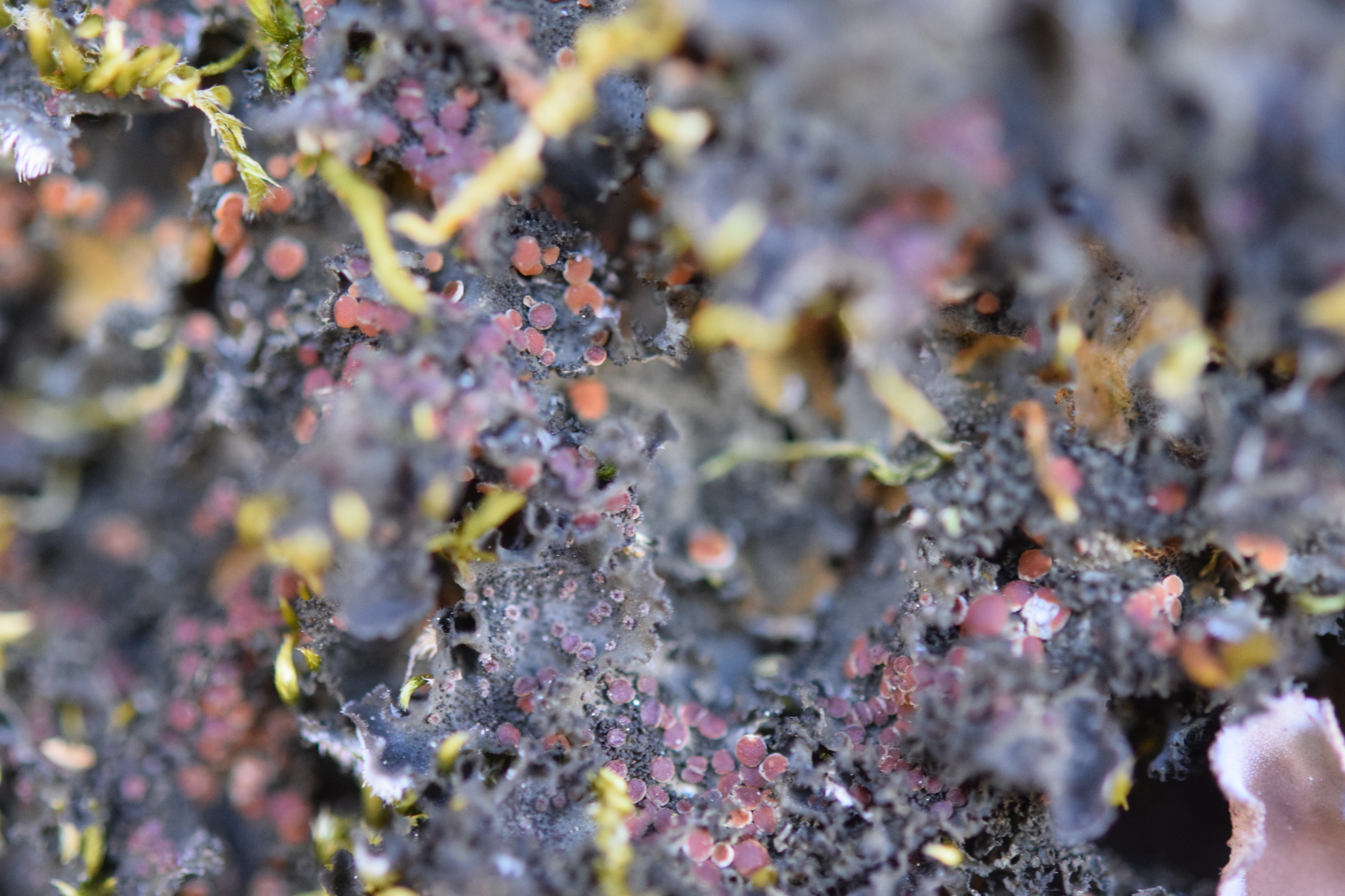 Leptochidium albociliatum image