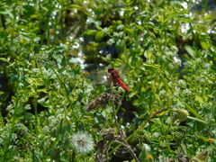 Crocothemis erythraea