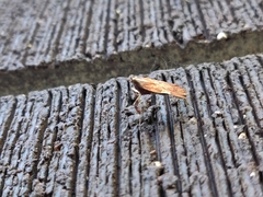 Galasa nigrinodis
