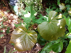 Cola gigantea