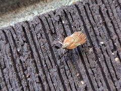 Galasa nigrinodis