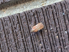 Galasa nigrinodis