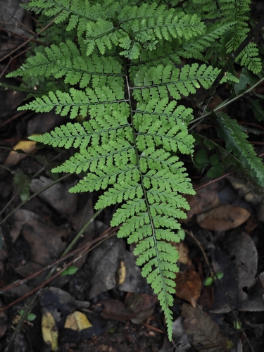 Athyrium iseanum iNat (2)