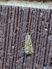Loxostege cereralis