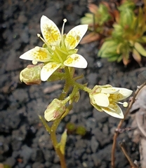 Saxifraga bronchialis funstonii