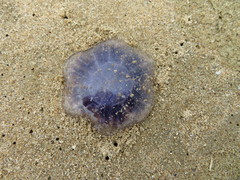 Cyanea lamarckii