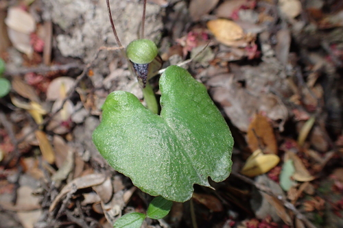 Image of Corybas vitreus by (c) Oscar Dove, some rights reserved (CC BY)