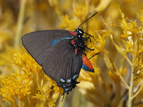 Great Purple Hairstreak