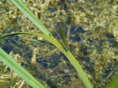 Calopteryx splendens