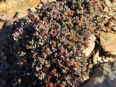 Esterhuysenia alpina