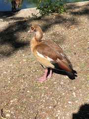 Alopochen aegyptiaca