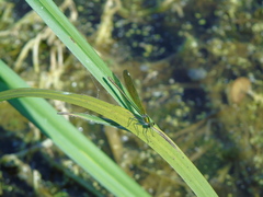 Calopteryx splendens